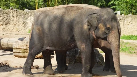 Close up of elephants Stock Footage 275541094