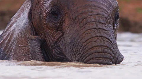 Close up of an elephant's head enjoying a bath Video stock 256906361