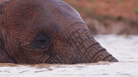 Close up of an elephant's head spraying water with its trunk in water Video stock 256906421