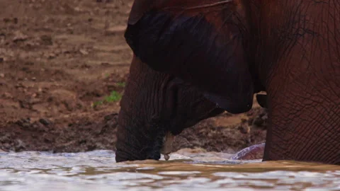 Close up of an elephant's head while standing inside a dam Stock Footage 256905861