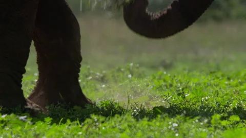 Close up of an elephant's leg as it kicks dirt while feeding Stock Footage 256901323