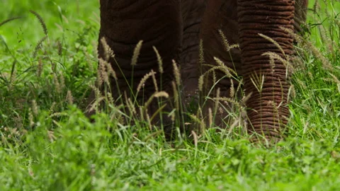 Close up of an elephant's legs and trunk as it walks through grass Stock Footage 256907104