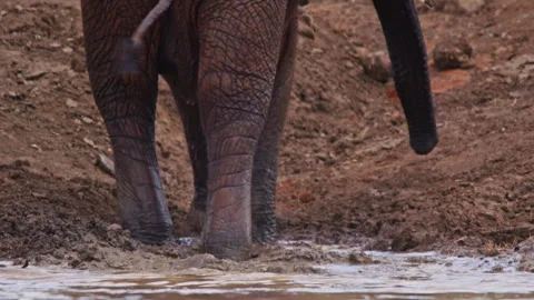 Close up of an elephant's legs as it walks off from a dam Video stock 256906844
