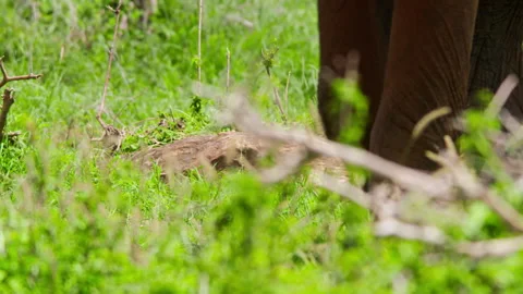 Close up of an elephant's legs walking through grass Stock Footage 256907093