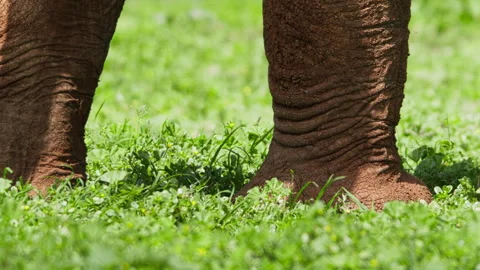 Close up of an elephant's legs while grazing during the morning Video stock 256903895
