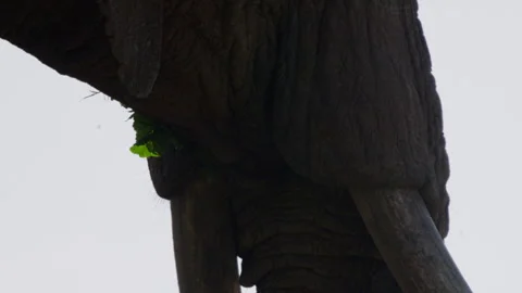 Close up of an elephant's mouth as it feeds on vegetation Stock Footage 256901268