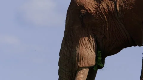 Close up of an elephant's mouth while eating vegetation Video stock 256901487