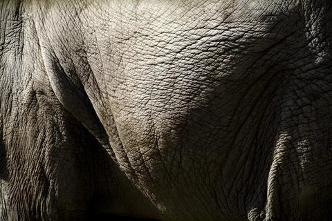 Close Up Of An Elephants Side Stock-Fotos