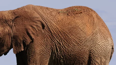 Close up of an elephant's skin covered in dry mud during the morning Stock Footage 256901302
