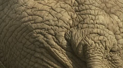 Close up of elephant's skin Stock Footage 12359193