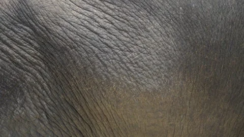 Close-up of elephant's textured skin in Phuket, Thailand Stock Footage 311034558