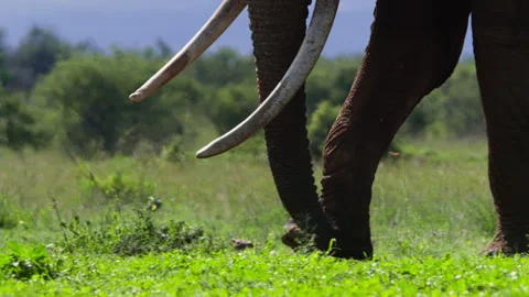 Close up of an elephant's trunk and legs as it walks through grass Stock Footage 256901237