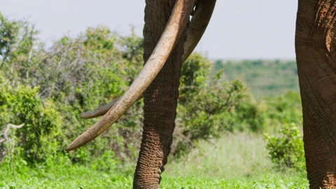 Close up of an elephant's trunk and tusk while it is feeding Video stock 256901788