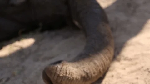 Close-up of elephant's trunk on ground Video stock 92040474