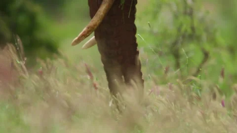 Close up of an elephant's trunk as it grazes in Africa Vídeo Stock 256907681