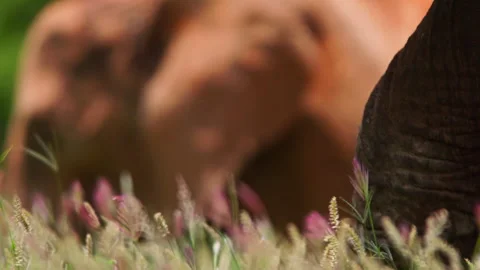 Close up of an elephant's trunk as it pulls grass Stock Footage 256908368