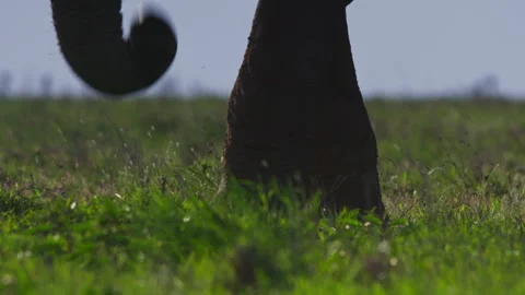 Close up of an elephant's trunk as it pulls grass Stock Footage 256911249