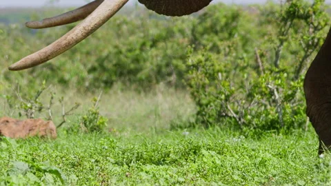 Close up of an elephant's trunk pulling and feeding on vegetation Video stock 256901933