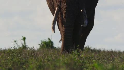 Close up of an elephant's trunk while it is grazing Stock Footage 256911951
