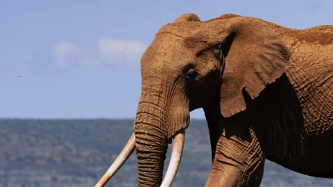 Close up of an elephant's upper body walking during the morning Stock Footage 256899259