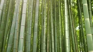 Close-Up Elevating Shot Of The Beautiful Bamboo Forest With Leaves And Sun Stock Footage