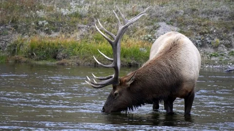 Close up as elk bull stops drinking and looks up at yellowstone Video stock 121388941