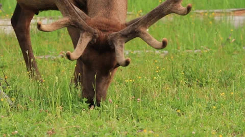 Close up of an elk grazing 스톡 동영상 34733045