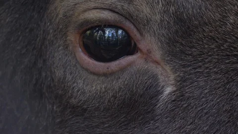 Close up of Elk, moose eye Video stock 119662065