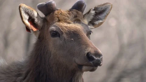 Close up of an Elk in Spring Stock Footage 237774426