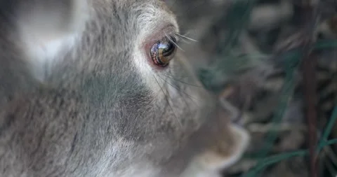 Close up of elk wapiti deer eye feeding in slow motion Stock Footage 330049109