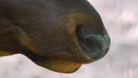 Close up of elk wapiti head Stock Footage 249735940