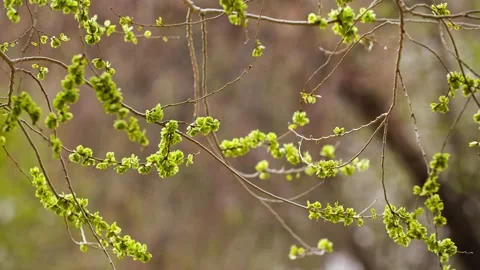 Close-up of elm branches budding in spring swaying in the wind Stock-Footage 257059791