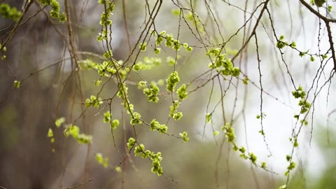 Close-up of elm tree branches budding in spring Stock Footage 257059746