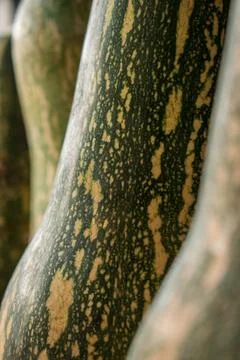 Close-Up Of Elongated Pumpkins Texture Foto stock