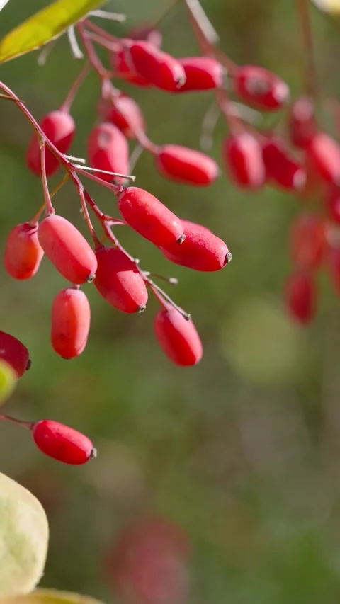 Close-up of elongated red berry clusters gently swaying on thin stems in warm da Stock Footage 345677909