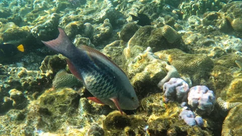 Close up of Ember Parrotfish Red Fish Marine Life Feeding off Coral Reef 動画素材 304145975