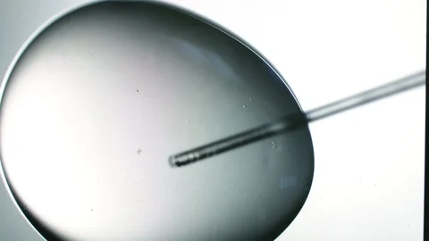 Close-up of embryo in drop of cryoprotectant Stock Footage 124987995