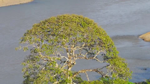 Close-Up of Emergent Amazon Tree by Tambopata River in Peru, Aerial View Stock Footage 314319115