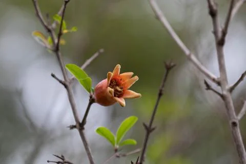 Close up Emerging Pomegranate Blossom Stock Photos