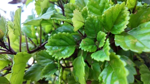 Close up of emerging seedlings growing in brown pots Stock Footage 315078105