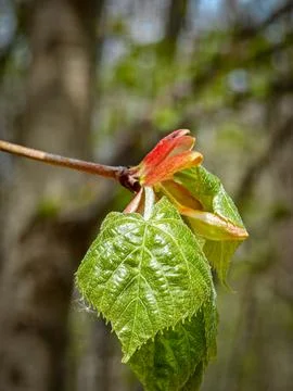 Close-up of emerging spring leaves on tree branch in forest Stock Photos