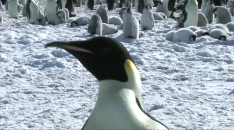 Close-up of an emperor penguin Stock Footage 602974