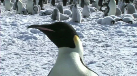 Close-up of an emperor penguin Stock Footage 604091