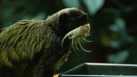 Close up of emperor tamarin Stock Footage 135041534