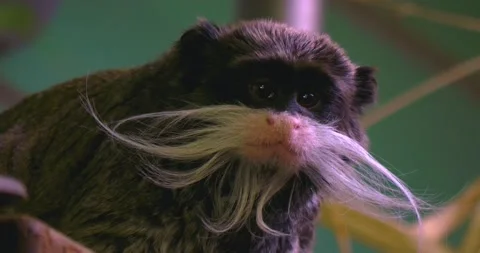Close up of Emperor tamarin Video stock 135349868