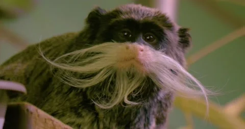 Close up of Emperor tamarin monkey Stock Footage 135349330