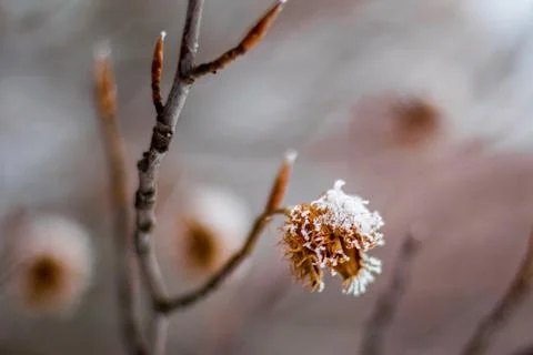 Close up of an empty beech nut spiky shell, covered with snow Foto stock