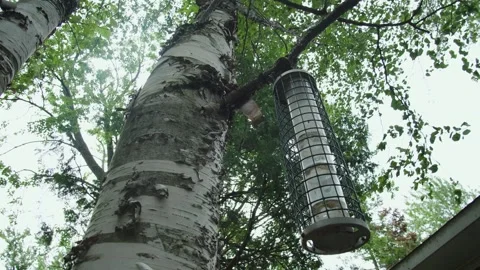Close-up of an empty bird feeder hanging from a tree branch (slow motion) Vídeos de archivo 315078501
