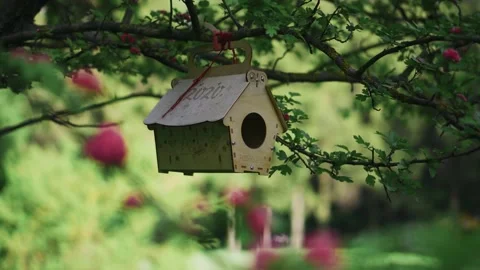 Close-up of empty bird feeders hanging on a tree. Animal care Stock Footage 131141230