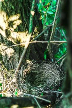 Close up empty birds nest in the tree Foto stock